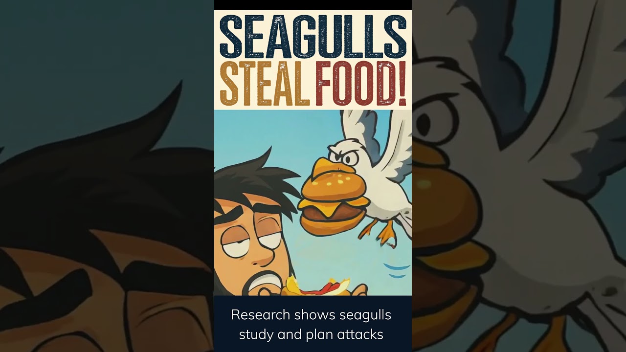 Scientists Confirm That Seagulls Plot and Plan to Steal Your Food!