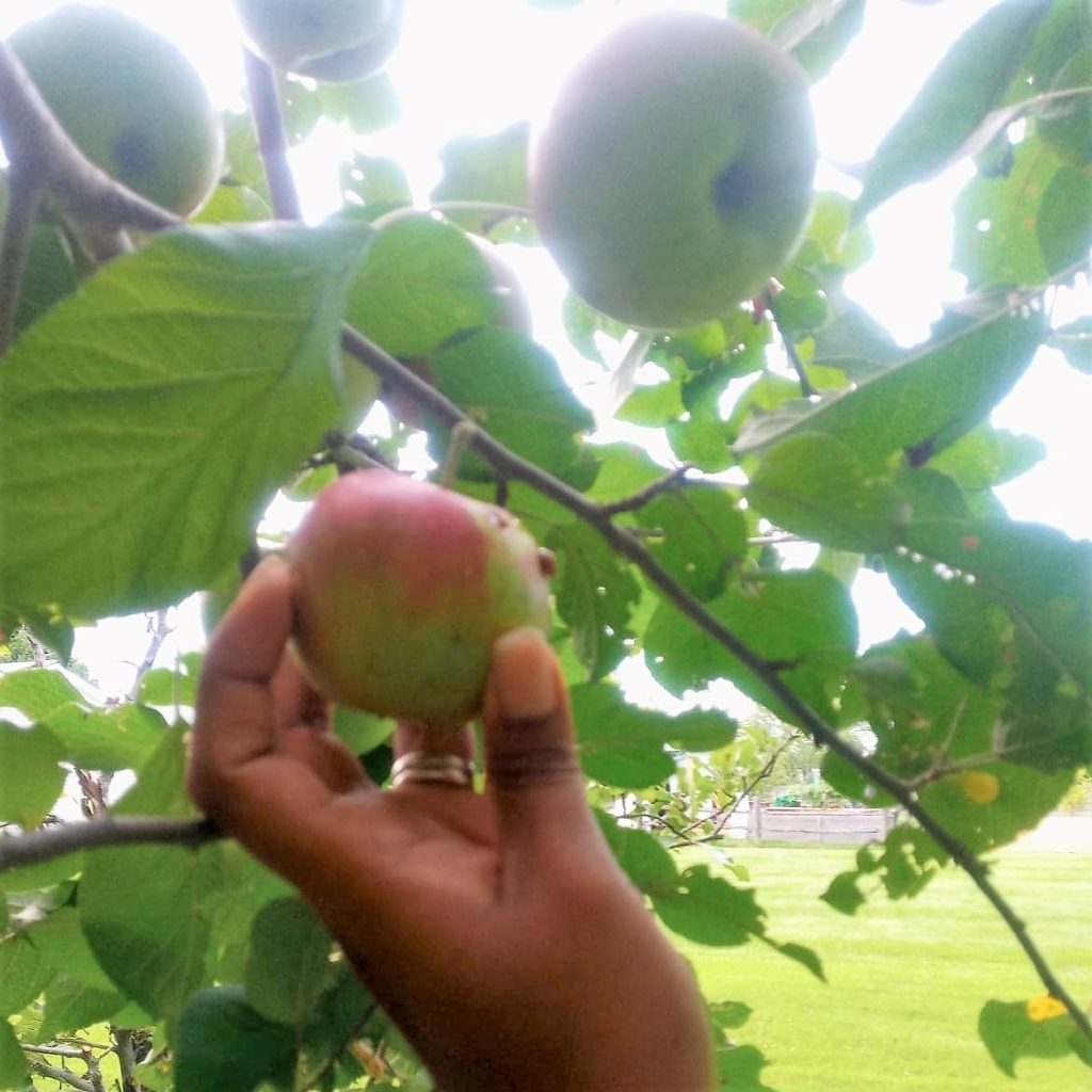 First apple harvest from our empire apple trees!