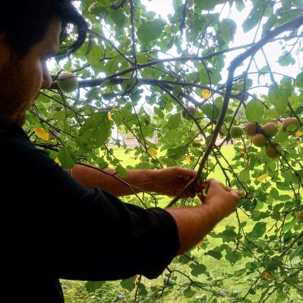 First apple harvest from our empire apple trees!