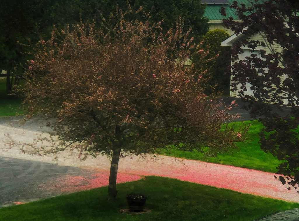 Noticed the vibrant petals from the tree this morning from my bathroom window