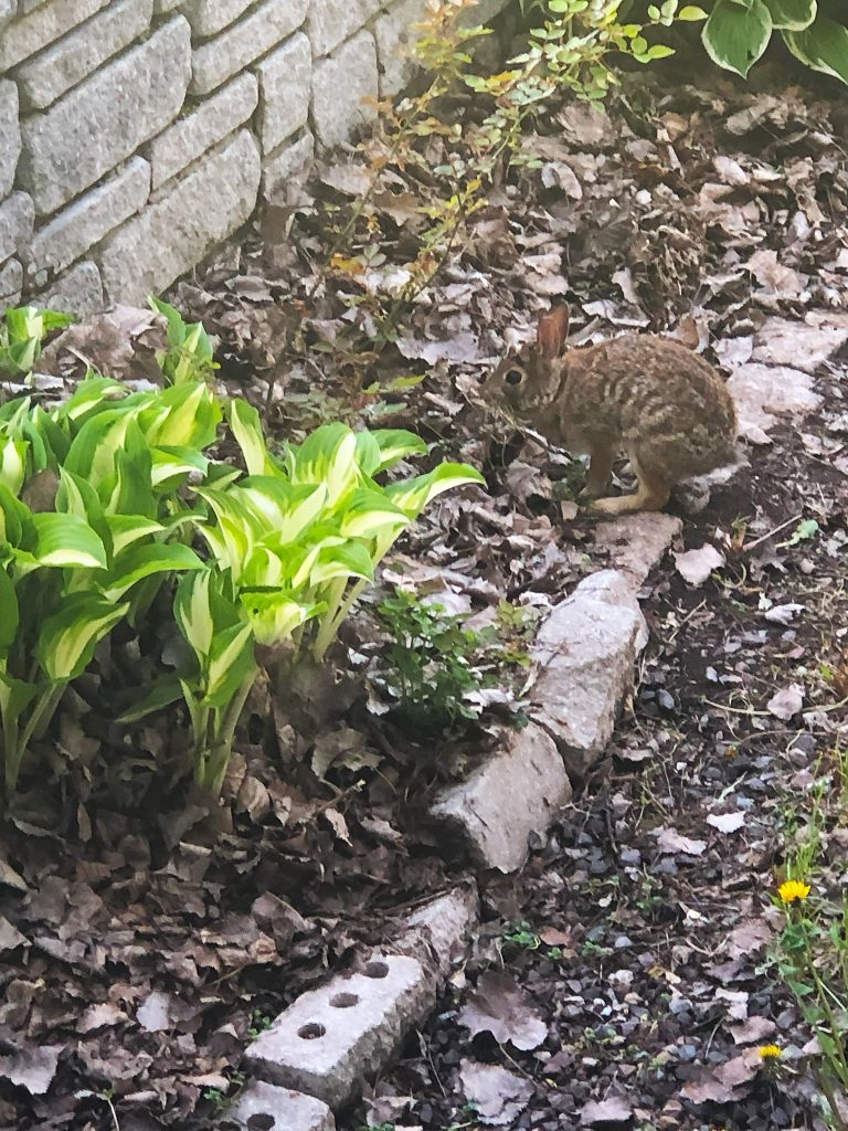 🐰 Excited that our rabbit came back for a 4th year in a row.