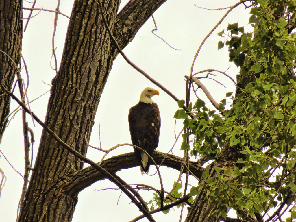Bald Eagle