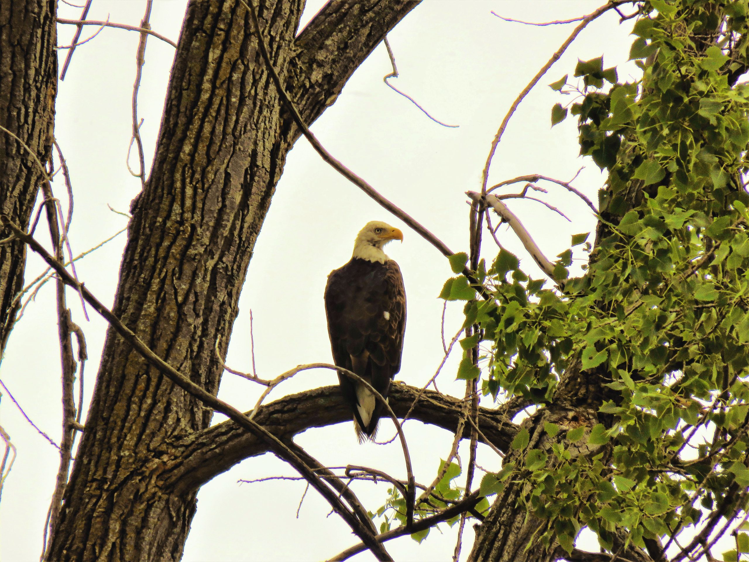 Bald Eagle
