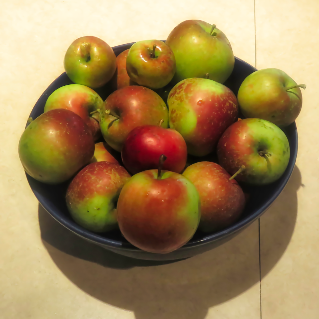 First apple harvest from our empire apple trees!