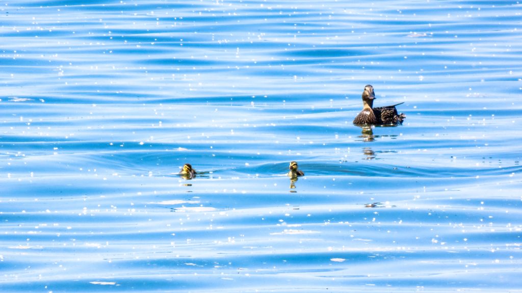 Ducks with tree spunk in water making a cool effect