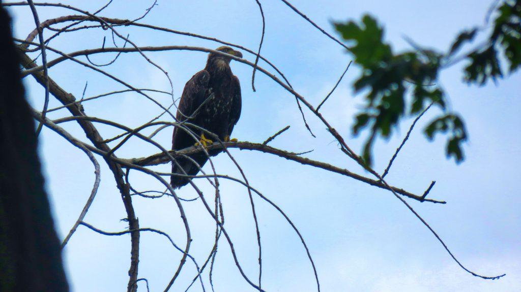 Bald Eagle