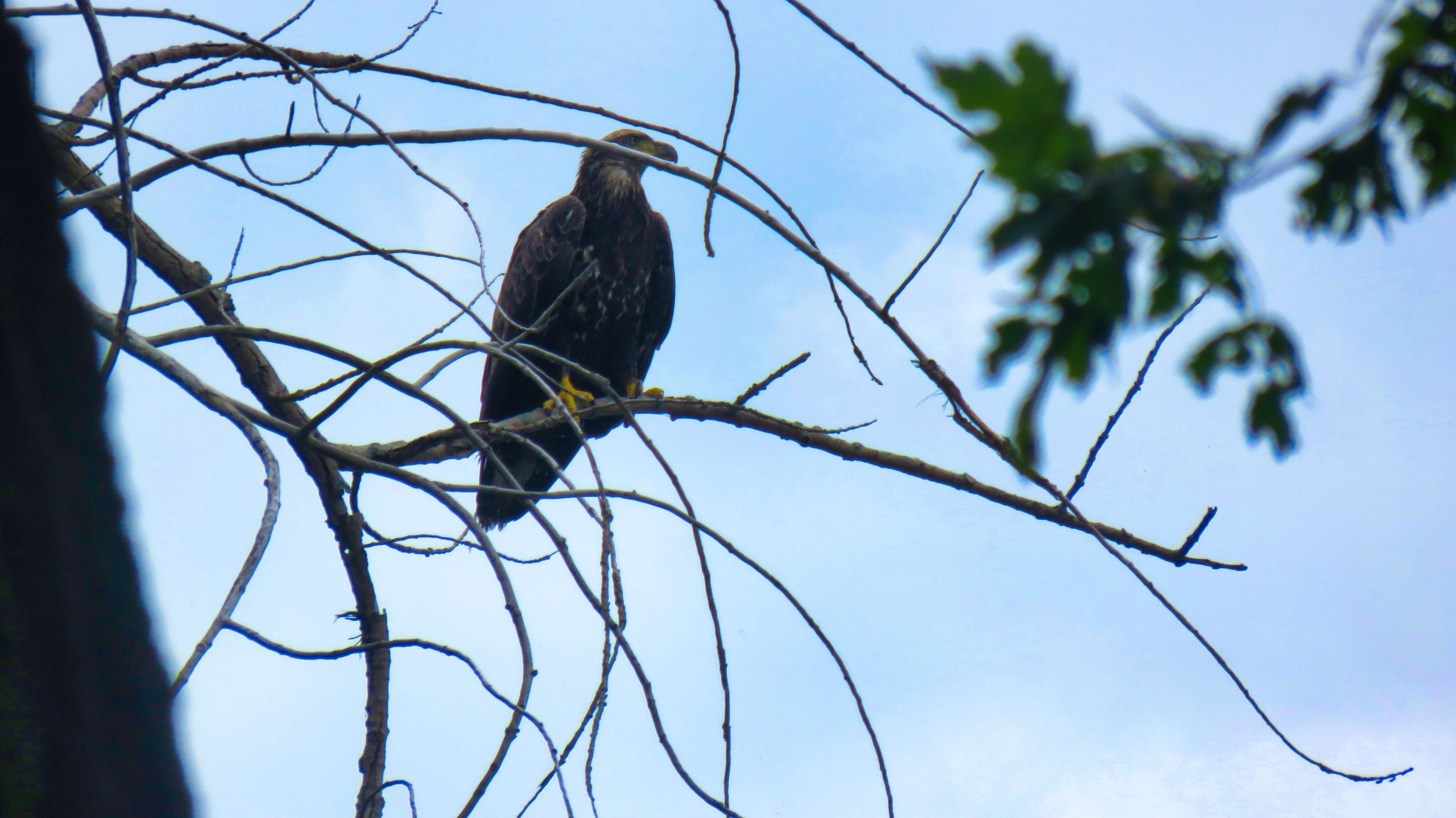 Bald Eagle