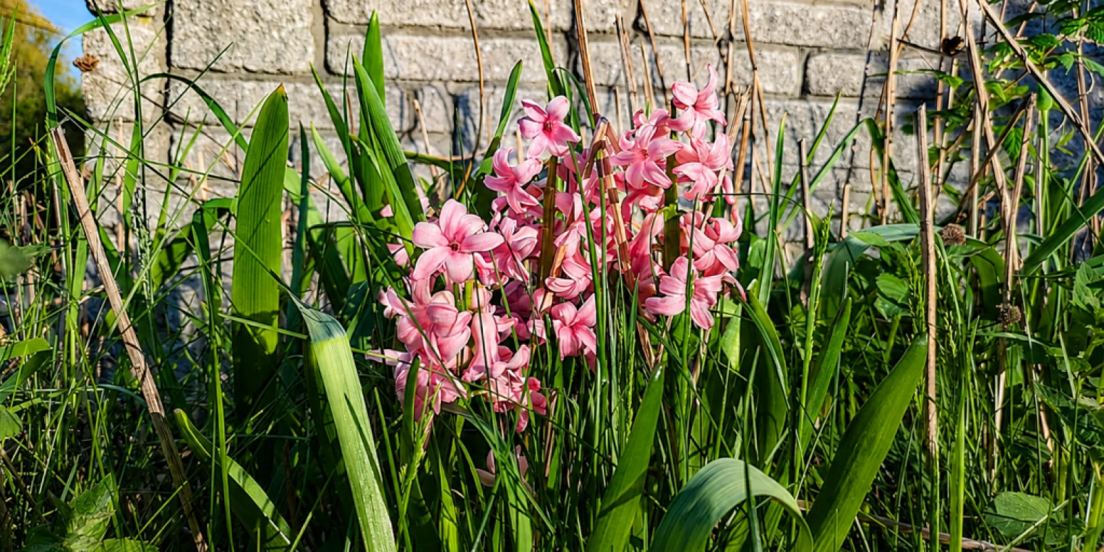 Image May 22, 2026, 11_26_42 PM - pink hyacinths