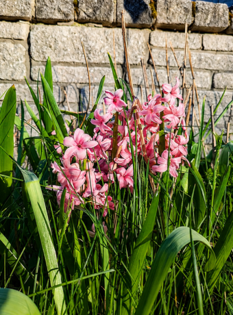 Image May 22, 2026, 11_26_42 PM - pink hyacinths