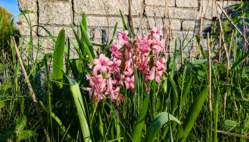 Image May 22, 2026, 11_26_42 PM - pink hyacinths