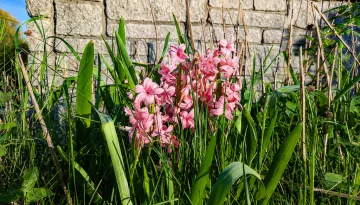 Image May 22, 2026, 11_26_42 PM - pink hyacinths