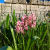 Image May 22, 2026, 11_26_42 PM - pink hyacinths