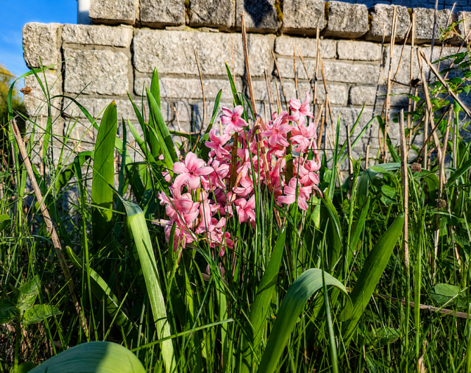 Image May 22, 2026, 11_26_42 PM - pink hyacinths