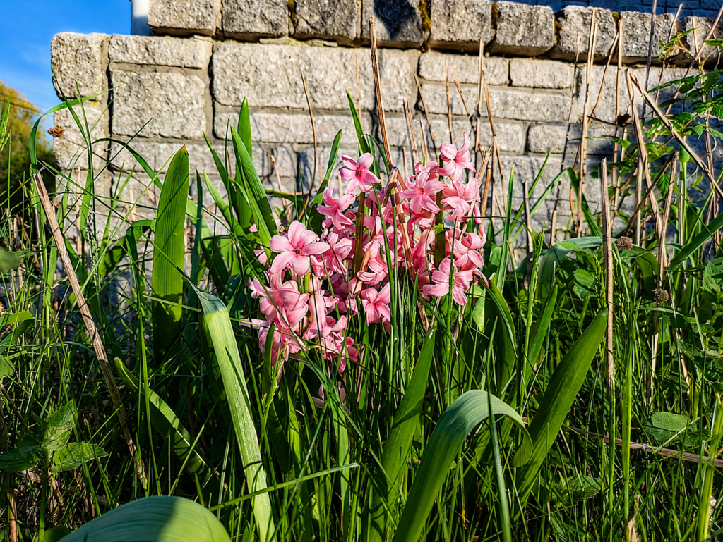 Image May 22 2026 11 26 42 PM pink hyacinths