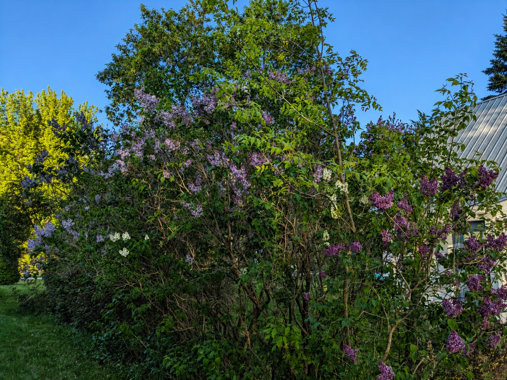 Image May 22 2026 11 29 59 PM lilacs