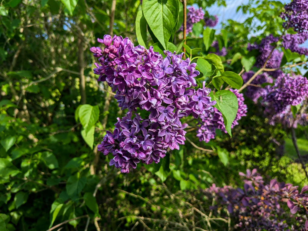Image May 27 2026 08 39 46 PM lilacs