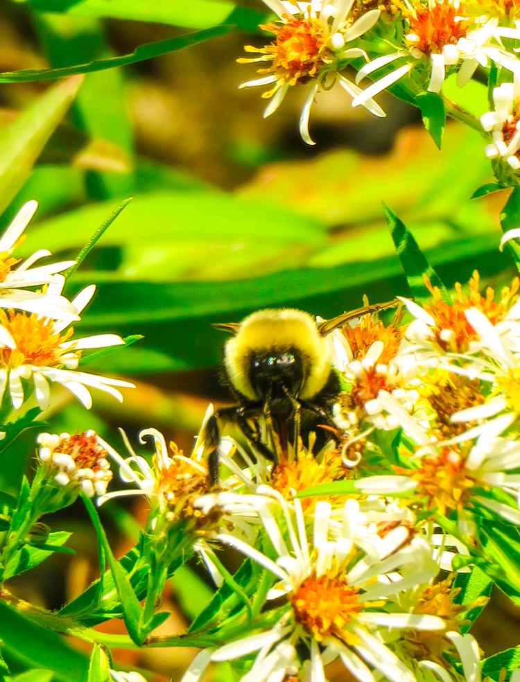 Bumblebees on the shore