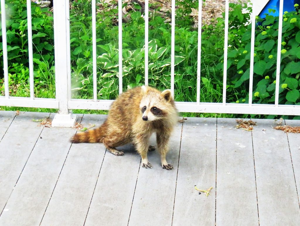 Raccoon visitor on the deck during the day