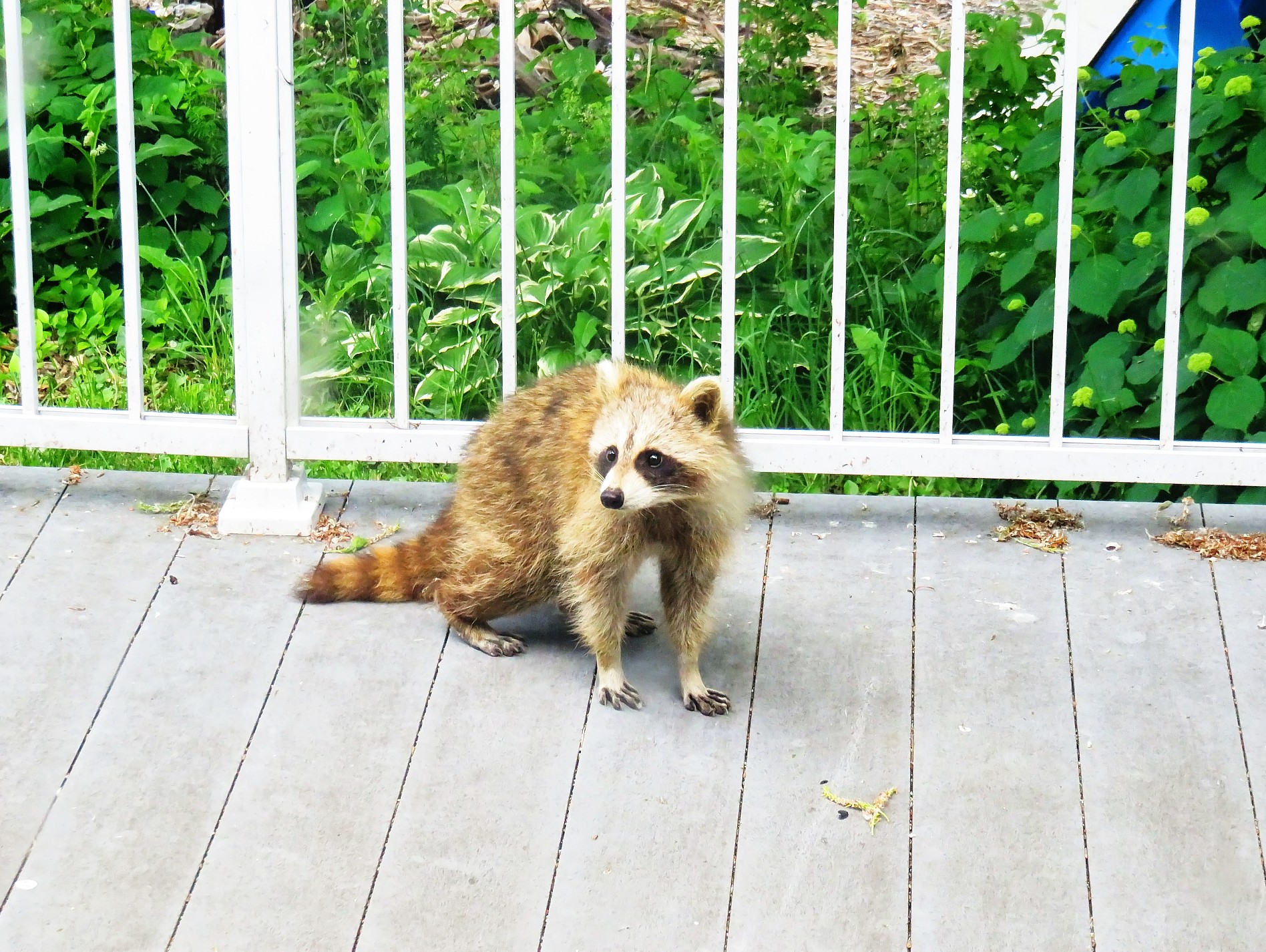 Raccoon visitor on the deck during the day