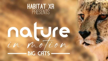 nature-in-motion-big-cats-horizon-worlds-20231204