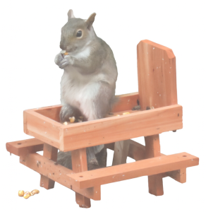 squirrel eating table